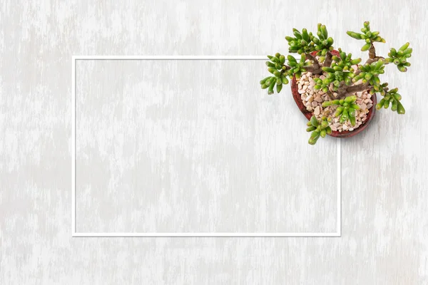 Casa jardinagem estilo de vida plano leigos imagem com uma pequena planta e espaço de cópia dentro de quadro de papelão — Fotografia de Stock