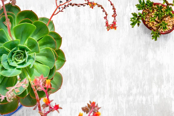 Grande Rosa Azul Planta Suculenta Tiro Cima Fundo Madeira Lavagem — Fotografia de Stock