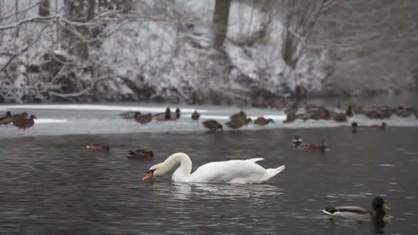 Cisnes y patos en el parque Aleksandriya — Vídeo de stock