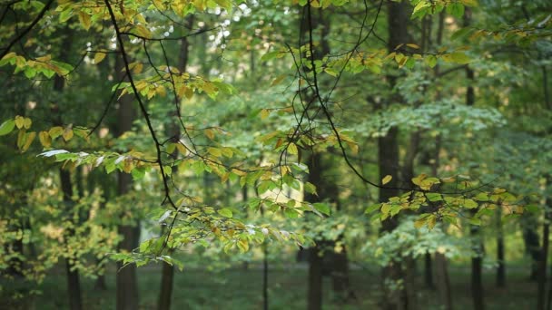秋天的落叶在公园 Aleksadriya — 图库视频影像