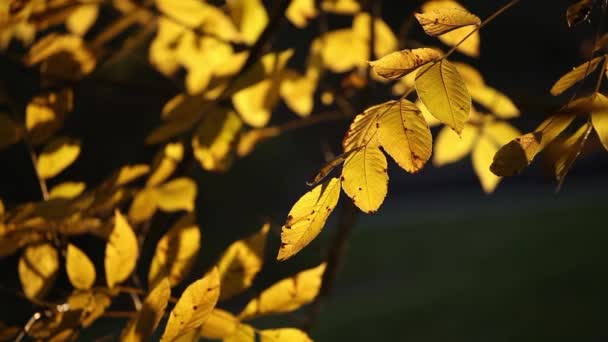 秋天的落叶在公园 Aleksadriya — 图库视频影像