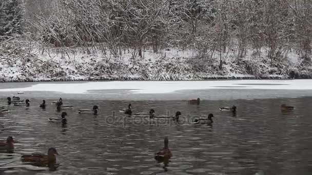 Cygnes et canards au parc Aleksandriya — Video