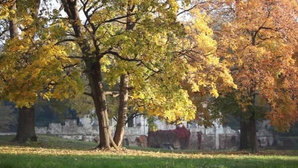 Otoño en el parque Aleksandriya — Vídeo de stock