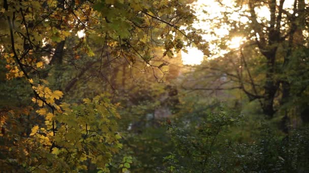 Φθινοπωρινά φύλλα στο πάρκο Aleksandriya. — Αρχείο Βίντεο