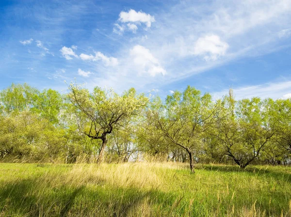 Campos cerca de Bila Tserkva. Primavera. Ucrania . — Foto de Stock