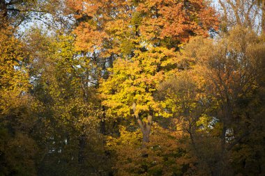 Sonbahar Park Aleksandriya