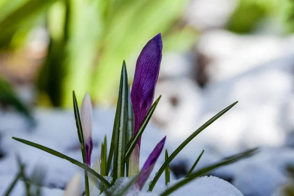 Crocus floreciente en la nieve — Foto de Stock