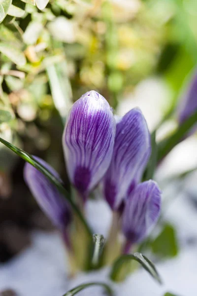 Blooming crocus in the snow — Stock Photo, Image