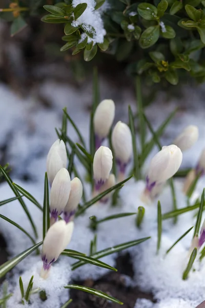 Bloeiende Krokus in de sneeuw — Stockfoto