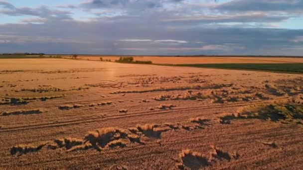 日没時の美しい黄色い小麦畑の上空を飛ぶ — ストック動画