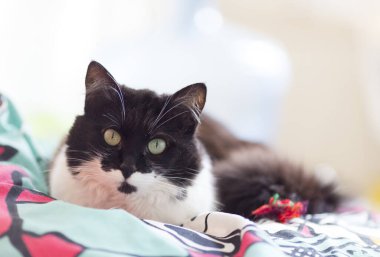 Yeşil gözlü güzel siyah beyaz kedi.