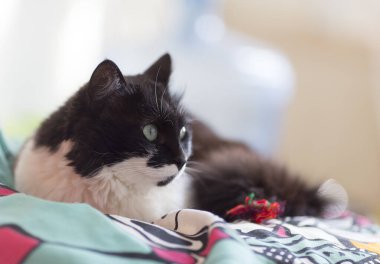 Yeşil gözlü güzel siyah beyaz kedi.