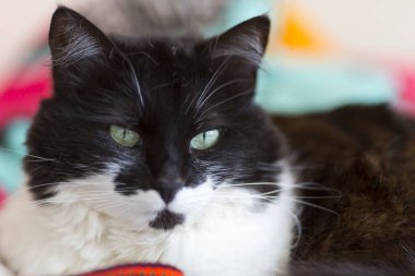 Yeşil gözlü güzel siyah beyaz kedi.