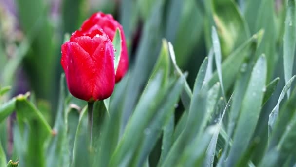 Mooie Rode Tulp Een Achtergrond Van Groene Bladeren Roert Wind — Stockvideo