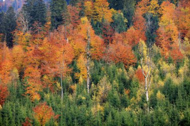 Karpatların dağlarında sarı ve yeşil ağaçlar.