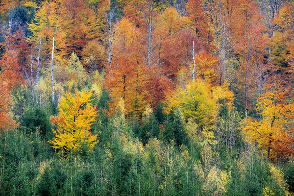 Gule Grønne Træer Bjergene Karpaterne - Stock-foto