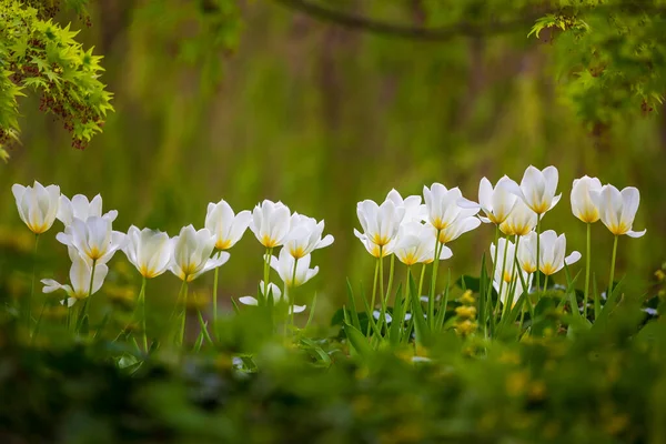 Muchos Tulipanes Blancos Sobre Fondo Verde Parque Primavera — Foto de Stock