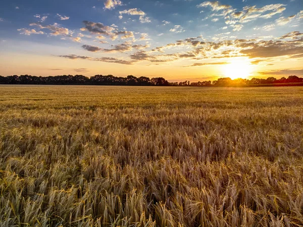 Hermoso Atardecer Campo Trigo Hermosas Nubes Sol — Foto de Stock