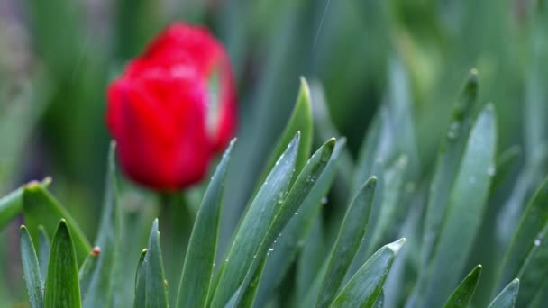 Bellissimo Tulipano Rosso Uno Sfondo Foglie Verdi Muove Nel Vento — Video Stock