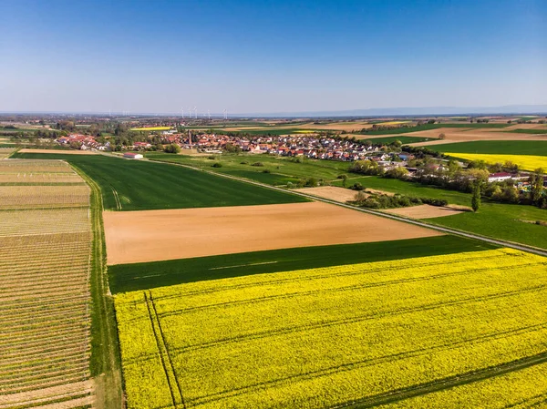 Hermoso Campo Colza Amarilla Desde Arriba Campos Verdes Campos Uva — Foto de Stock