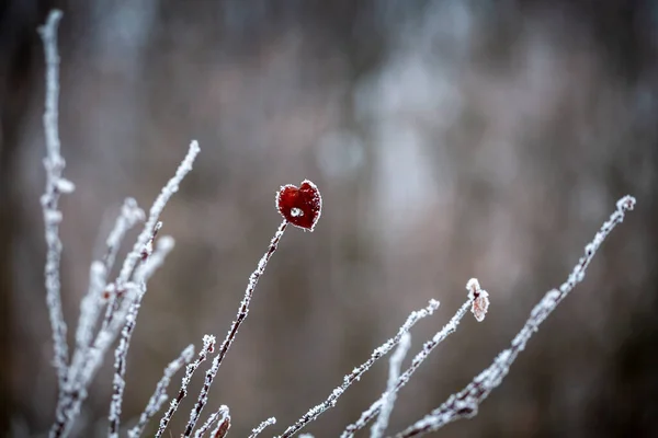 Güzel Yalnız Kırmızı Yaprak Kırağı Kaplamış Buz Kış Gri Çalılar — Stok fotoğraf