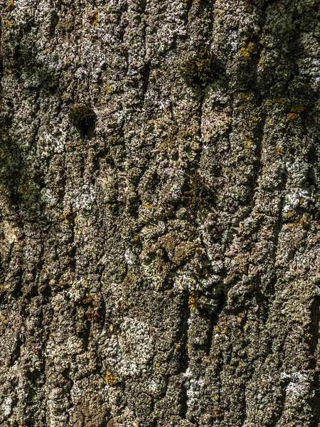 Textura Castanha Textura Árvore Iluminada Pelo Sol Musgo Casca — Fotografia de Stock