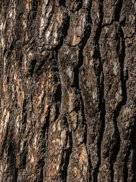 Hnědá Textura Bark Jedl Struktura Stromu Osvětlena Sluncem — Stock fotografie
