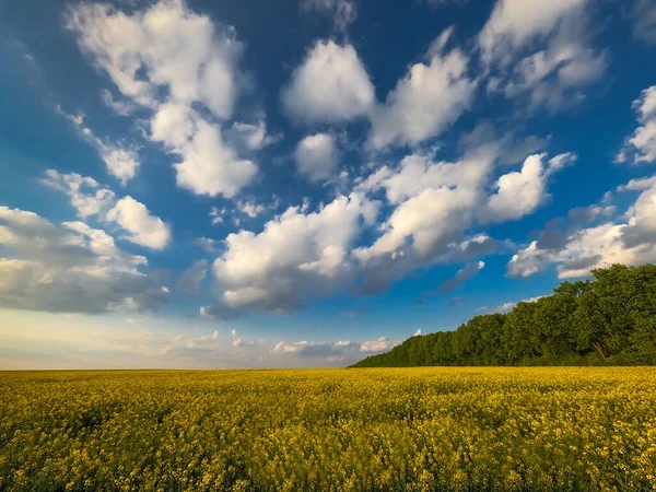 Hermoso Campo Amarillo Con Flor Colza Cielo Azul Con Nubes — Foto de Stock