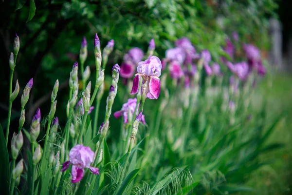 Iris Púrpura Floreciente Sobre Fondo Verde — Foto de Stock
