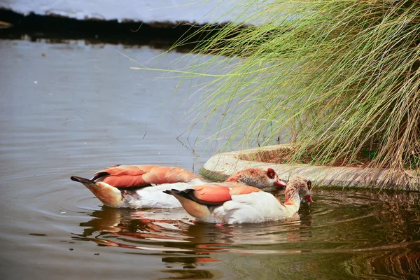 Dos patos marrones, Drake Mallard flotando en el agua —  Fotos de Stock