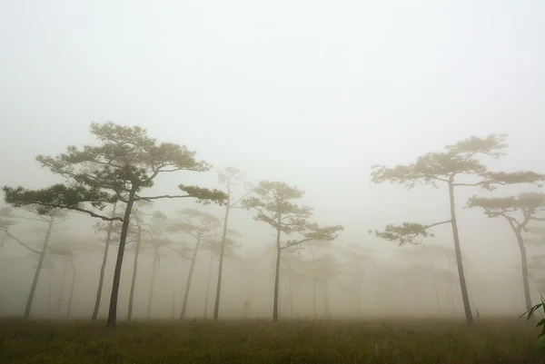 Ciemny Las mglisty z sosny w rano — Zdjęcie stockowe