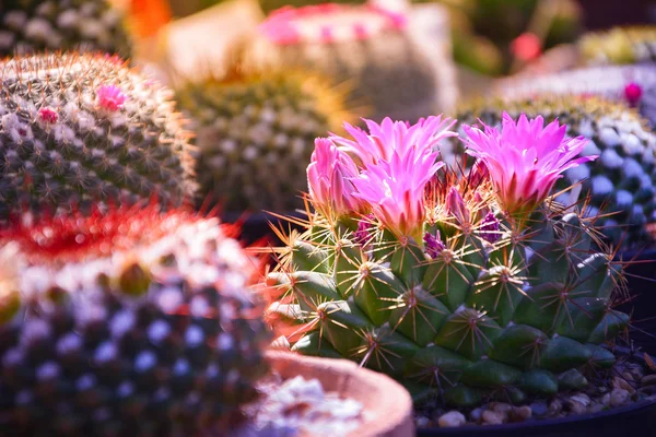 Selective focus of light purple flower of cactus in garden with warm light tone and copy space.