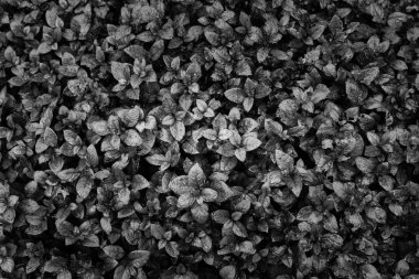 Bahçede soyut siyah ve beyaz sonbahar yaprakları