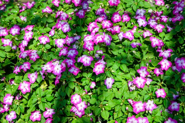 Pequeña flor rosa margarita vibrante color en el parque Rajapruk —  Fotos de Stock