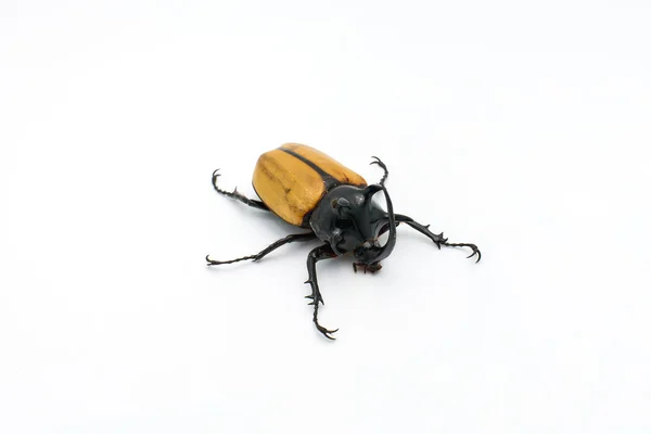 Escarabajo de cinco cuernos amarillos aislado en blanco —  Fotos de Stock