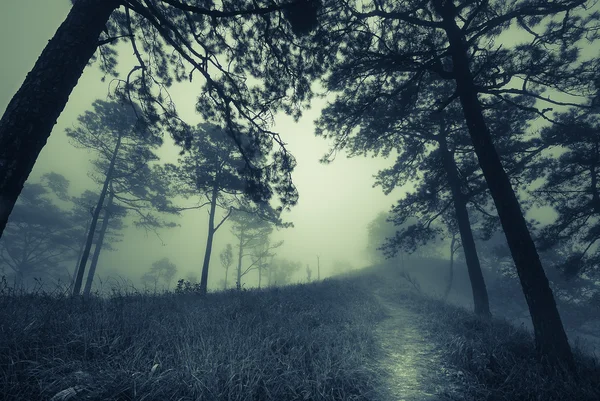 Oscuro camino de bosque brumoso en la niebla, concepto de Halloween —  Fotos de Stock