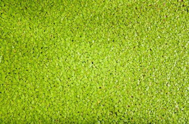 duckweed çiçekli bitkiler yüzen su arka planı için 