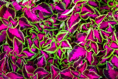 Coleus da denilen boyalı ısırgan, alev ısırgan yaprakları