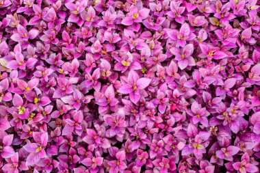 Mor yaprak doku, yaprak arka plan