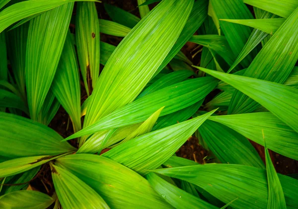 Struttura di foglia verde, foglie di modello su tono scuro e leggero — Foto Stock