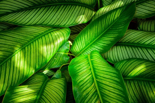 Struttura di foglia verde, foglie di modello su tono scuro e leggero — Foto Stock