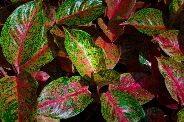 Bovenaanzicht van veelkleurige en kleurrijke verlaat plant bloem — Stockfoto