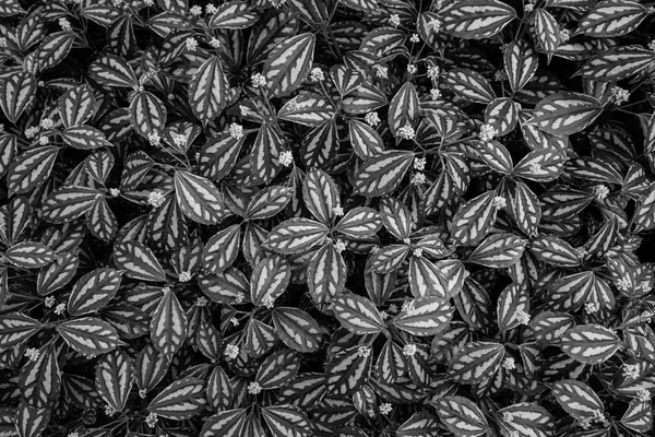 Textura de la hoja en blanco y negro, hojas patrón — Foto de Stock