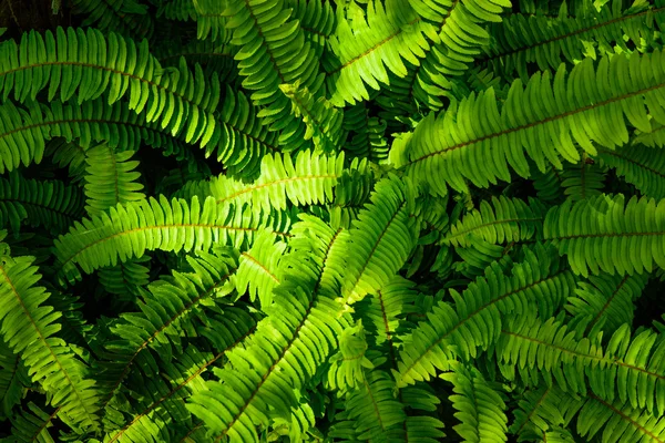 Velké zelené bush kapradina s světlými a tmavými tóny — Stock fotografie
