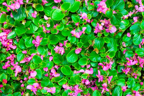 Malé růžové sedmikráska květ syté barvy s listy — Stock fotografie