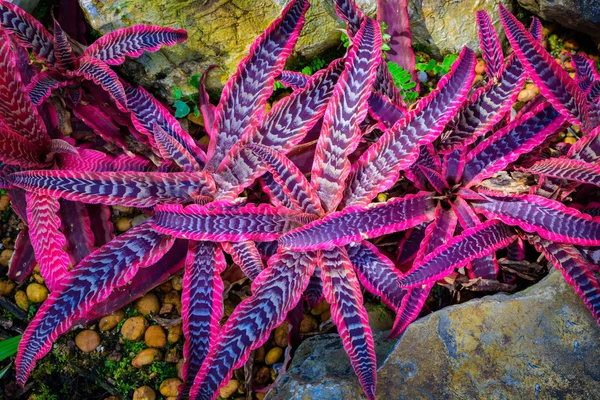 Planta de hoja púrpura como estrella en el suelo —  Fotos de Stock