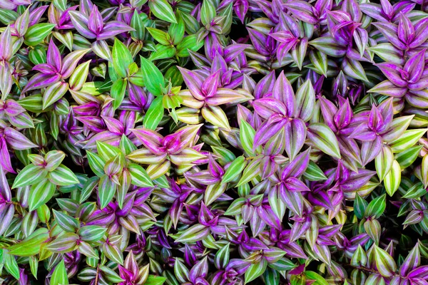 Textura de la hoja púrpura y verde, fondo de la hoja — Foto de Stock