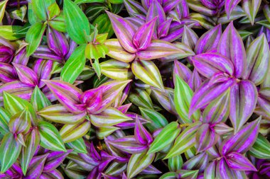 mor ve yeşil yaprak doku, yaprak arka plan