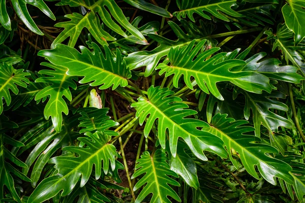 Текстура зеленого листя, візерунок листя на темному і світлому тонах — стокове фото