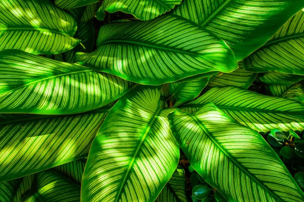 Struttura di foglia verde, foglie di modello su tono scuro e leggero — Foto Stock